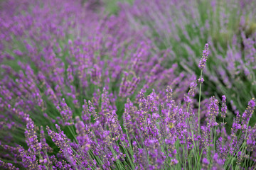 Close-up of lavender flowers in full bloom with soft focus, creating a dreamy natural background in summer