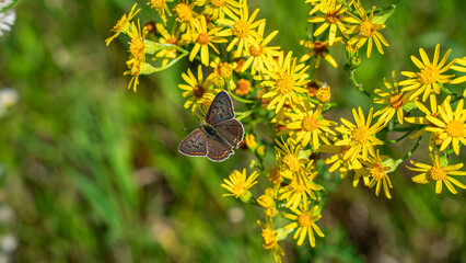 Sooty copper (Lycaena Tityrus) butterfly on yellow wildflowers