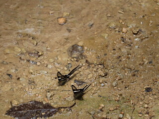 Graceful Butterfly Duo: Two swallowtail butterflies, with striking black and white patterns, delicately perch upon the water-kissed ground, demonstrating the marvels of nature and life