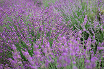 Obraz premium Close-up of lavender flowers in full bloom with soft focus, creating a dreamy natural background in summer