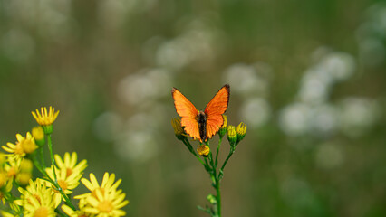Obraz premium The Scarce copper (Lycaena Virgaureae) butterfly sits on wildflowers