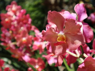 Orchid Beauty: a close-up photograph features a cluster of vibrant, pink orchids in full bloom, with delicate petals. Showcasing nature's artistry and beauty.