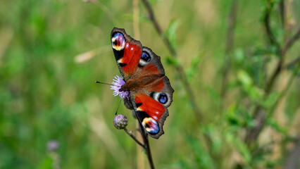Colorful Peacock butterfly (Aglais io) sits on meadow flowers