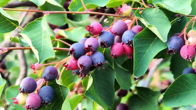 Ripe sweet berries on a branch of a fruit tree against the background of bright summer greenery close-up