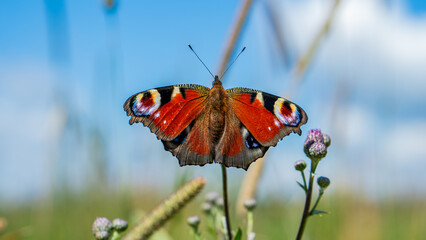 Colorful Peacock butterfly (Aglais io) sits on meadow flowers on background blue sky © Mateusz