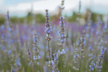 Close-up of lavender flowers in full bloom with soft focus, creating a dreamy natural background in summer