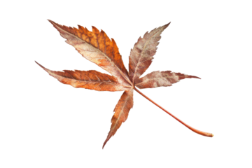 Autumn maple leaf with brown and orange tones isolated on transparent background. Neem leave isolated on white background.