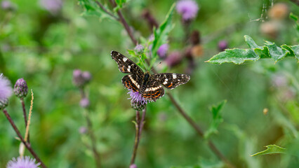 The Poplar Admiral (Limenitis populi) warms up on a plant with spread wings