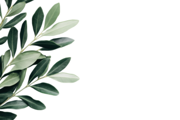 Olive branch with green leaves isolated on transparent background. Olive leaf branch showcasing vibrant green leaves isolated on white background.