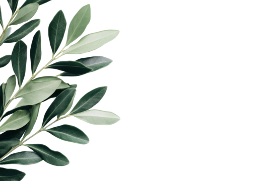 Olive branch with green leaves isolated on transparent background. Olive leaf branch showcasing vibrant green leaves isolated on white background. - Powered by Adobe