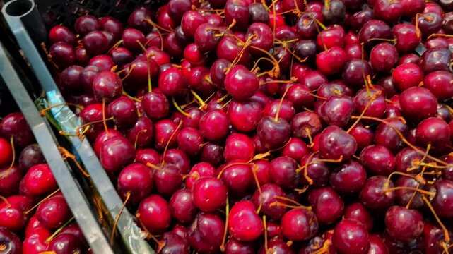Crates of ripe cherries close-up on a counter in a local store or farmer's market