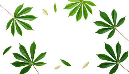 Green Tropical Leaves and Seeds Framed on Dark Background