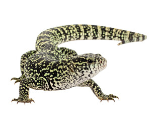 Obraz premium Colorful Lizard on White Background with Intricate Pattern and Texture