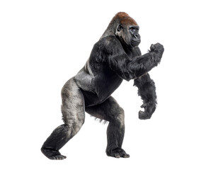 Obraz premium Powerful Gorilla Stand Pose with Dynamic Expression in Studio Light
