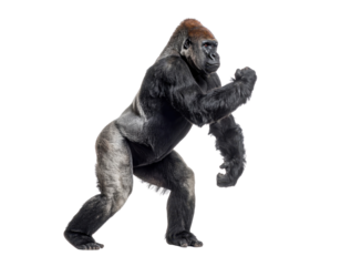 Powerful Gorilla Stand Pose with Dynamic Expression in Studio Light