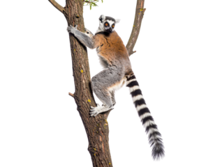 Playful Lemur Climbing Tree with Striking Black and White Tail