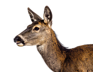 Obraz premium Majestic Profile of a Deer in Natural Habitat Captured in Detail