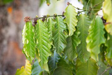 Obraz premium Coffee plantation field in India, Coffea arabica leaf and dry flowers, plants in Kerala, agriculture and harvesting