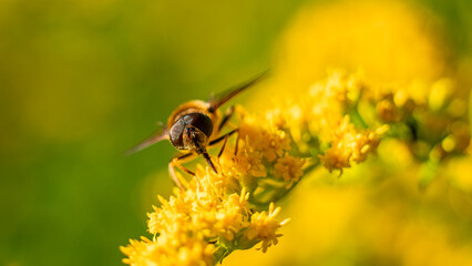The honey bee (Apis mellifera) collects nectar from plants