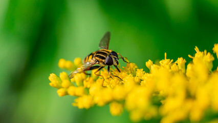 The honey bee (Apis mellifera) collects nectar from plants