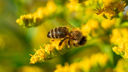 The honey bee (Apis mellifera) collects nectar from plants