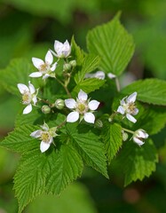 Close-up of blossoming blackberry bush