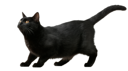 A stunning black cat with bright yellow eyes is alert and focused, looking upwards intently.