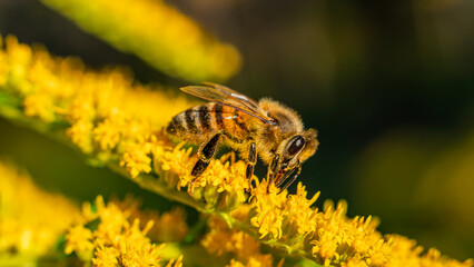 The honey bee (Apis mellifera) collects nectar from plants