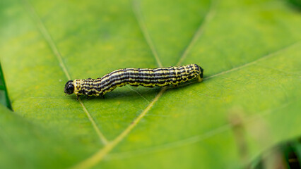 Clouded magpie moth (Abraxas sylvata) caterpillar on a leaf