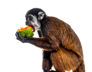 Monkey Eating Tropical Fruit With Expression of Delight and Curiosity