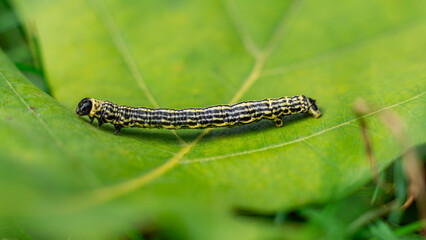 Clouded magpie moth (Abraxas sylvata) caterpillar on a leaf