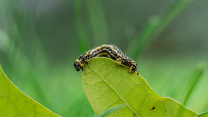 Clouded magpie moth (Abraxas sylvata) caterpillar