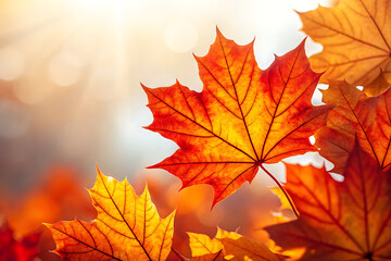 Fototapeta premium Vibrant maple leaves in autumn sunlight