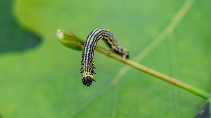 Clouded magpie moth (Abraxas sylvata) caterpillar