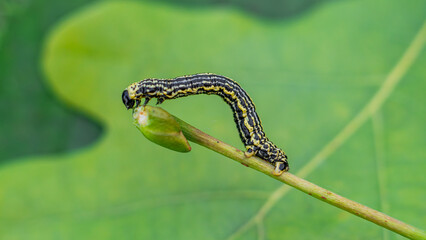 Clouded magpie moth (Abraxas sylvata) caterpillar
