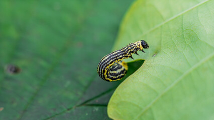 Clouded magpie moth (Abraxas sylvata) caterpillar on a leaf