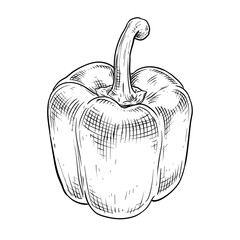 bell pepper vector line art hand drawn illustration