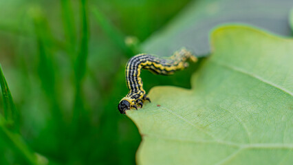 Clouded magpie moth (Abraxas sylvata) caterpillar on a leaf