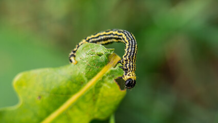 Clouded magpie moth (Abraxas sylvata) caterpillar on a leaf