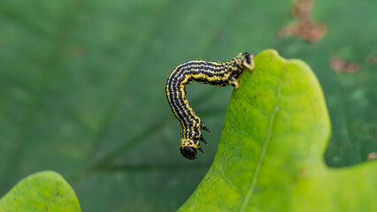 Clouded magpie moth (Abraxas sylvata) caterpillar