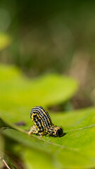 Clouded magpie moth (Abraxas sylvata) caterpillar