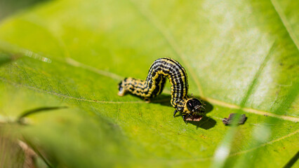 Clouded magpie moth (Abraxas sylvata) caterpillar on a leaf