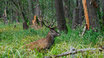 Red deer (Cervus elaphus) with huge antlers stands in tall vegetation during rutting season