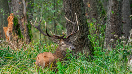Red deer (Cervus elaphus) with huge antlers stands in tall vegetation during rutting season