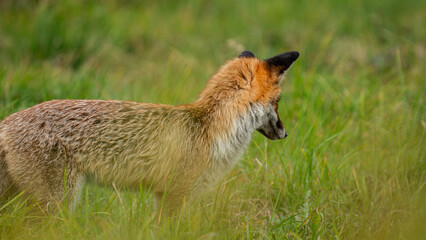 Red Fox (Vulpes vulpes) hunts in the meadow. Fox hidden in green vegetation. Pure natural wildlife photo