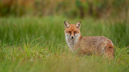 Red Fox (Vulpes vulpes) hidden in green grass. Pure natural wildlife photo. Ready to hunt