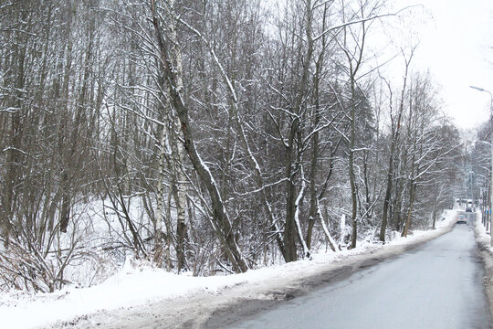 Trees grow along the road in winter. Winter Road
