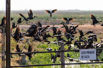 A flock of Ibis takes flight in Doñana National Park in Sapin