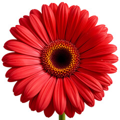 red gerbera flower