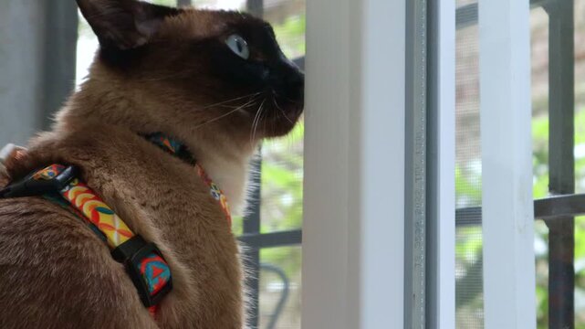 A Siamese cat in a colorful leash sits on the windowsill